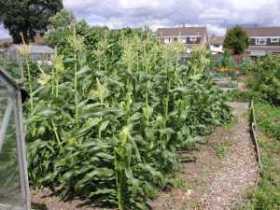 Growing - How to Grow - Allotment Gardens