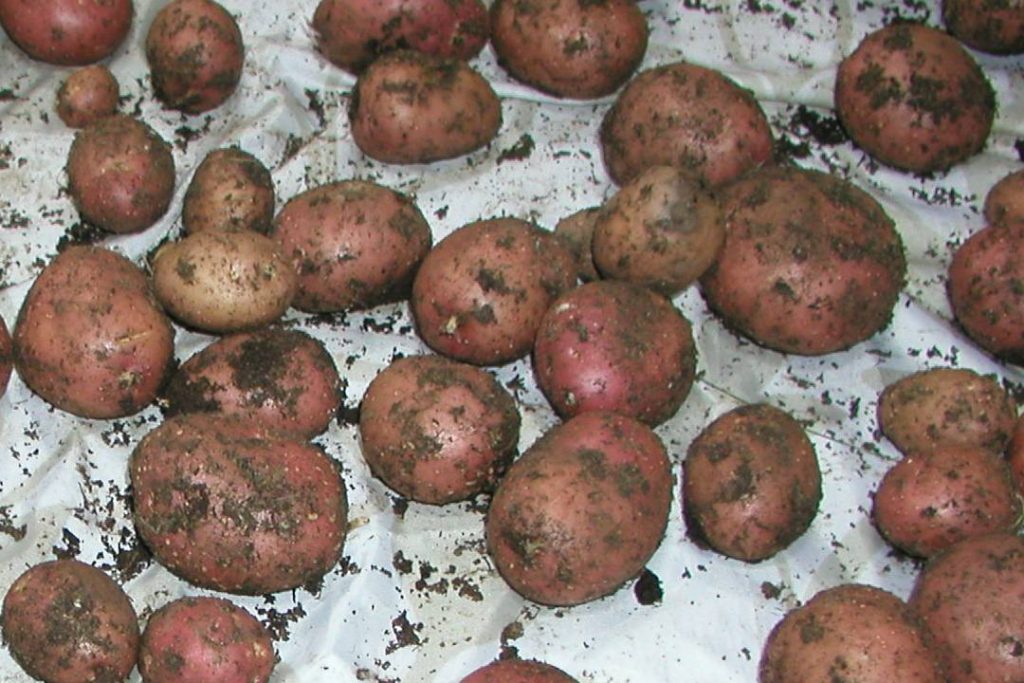 White Spots on Potatoes Lenticels & Potato Stem Rot