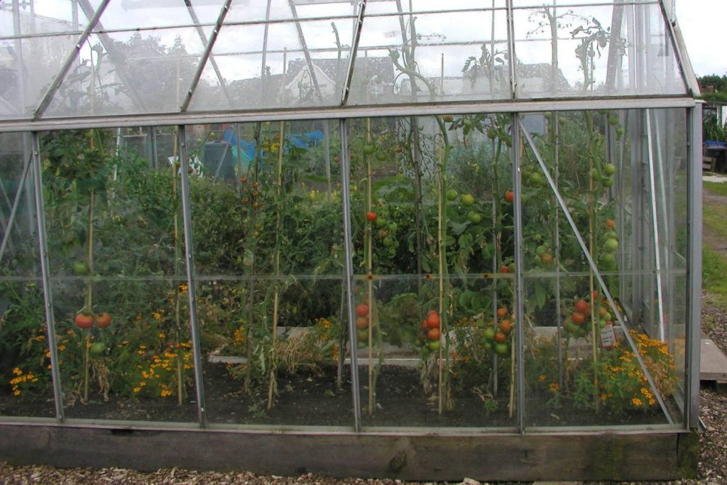 Tomatoes in Greenhouse Border