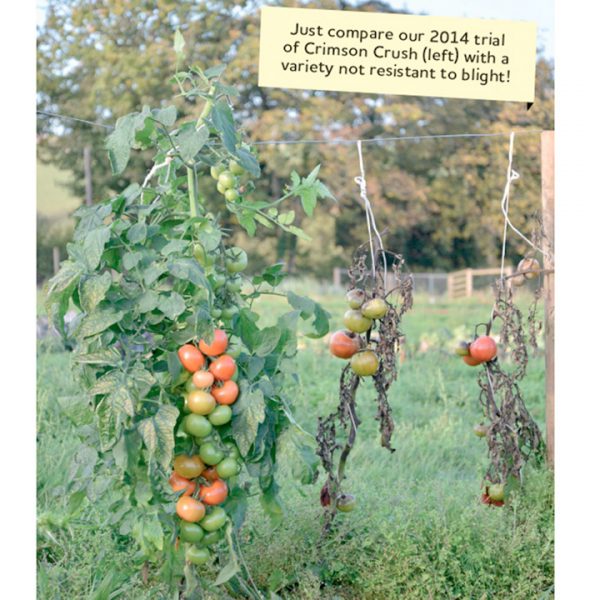 tennessee blight on tomatoes treatment