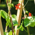 Runner Beans