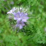 Phacelia