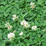 White Clover