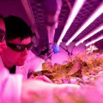 Why are LED Horticultural Grow Lights Purple?