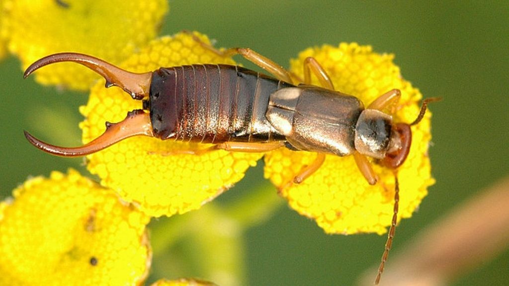 Earwig on Flower