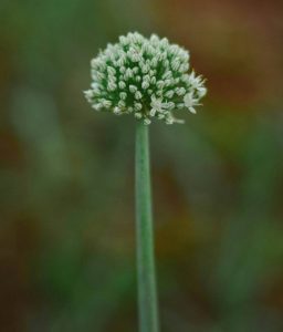 Onion flower head that will produce seeds on the stalk of a bolted onion