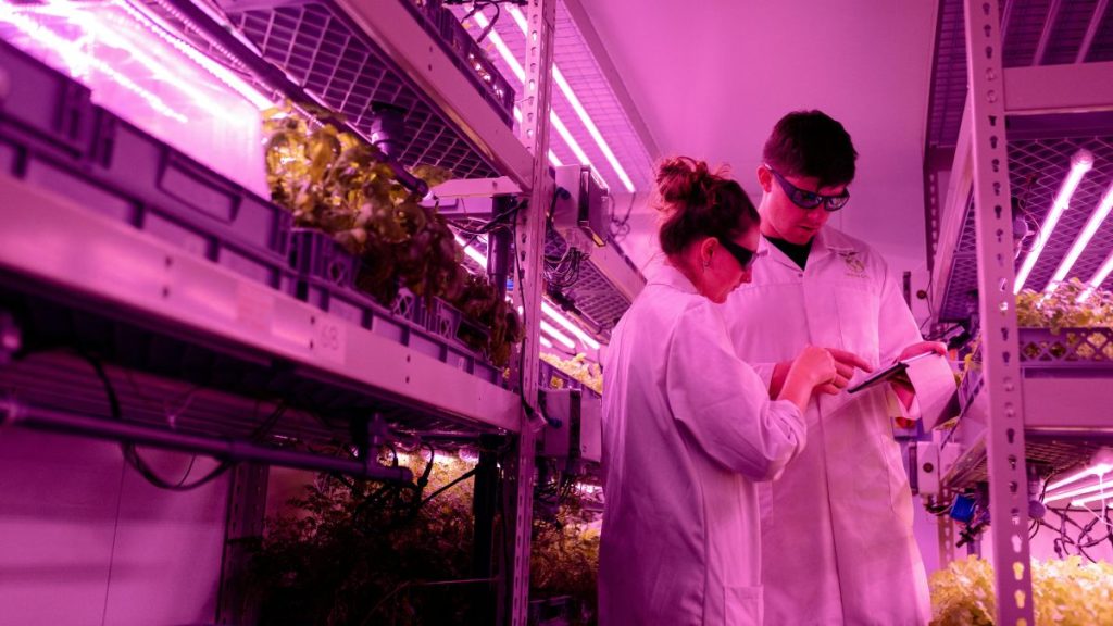 Technicians in Indoor Farm with LED Horticultural Lighting